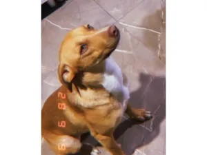Cachorro raça Pit-Bull idade 7 a 11 meses nome Ravena 