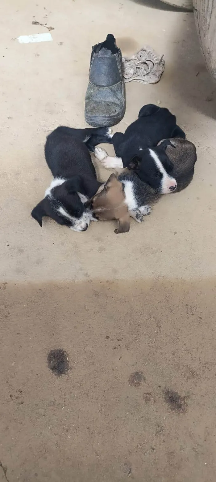 Cachorro ra a SRD-ViraLata idade 2 a 6 meses nome Totó 