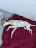Lua