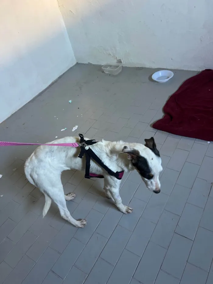 Cachorro ra a SRD-ViraLata idade 2 a 6 meses nome Lua