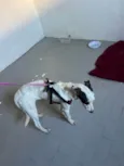 Lua