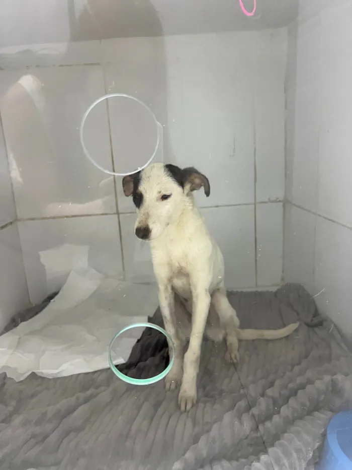 Cachorro ra a SRD-ViraLata idade 2 a 6 meses nome Lua