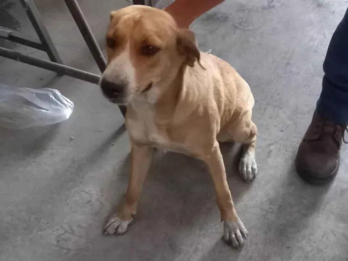 Cachorro ra a SRD-ViraLata idade 1 ano nome Poly  (provisórios)