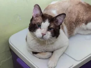 Gato raça SRD-ViraLata idade 2 anos nome Christopher