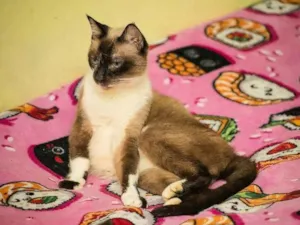 Gato raça SRD-ViraLata idade 6 ou mais anos nome Darwin