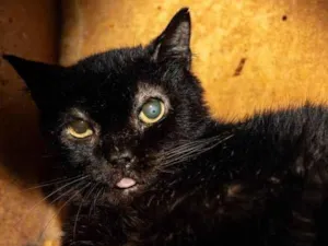 Gato raça SRD-ViraLata idade 6 ou mais anos nome Dom Pedro