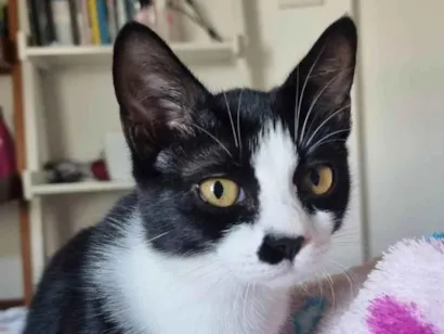 Gato raça SRD-ViraLata idade 3 anos nome Charlote 