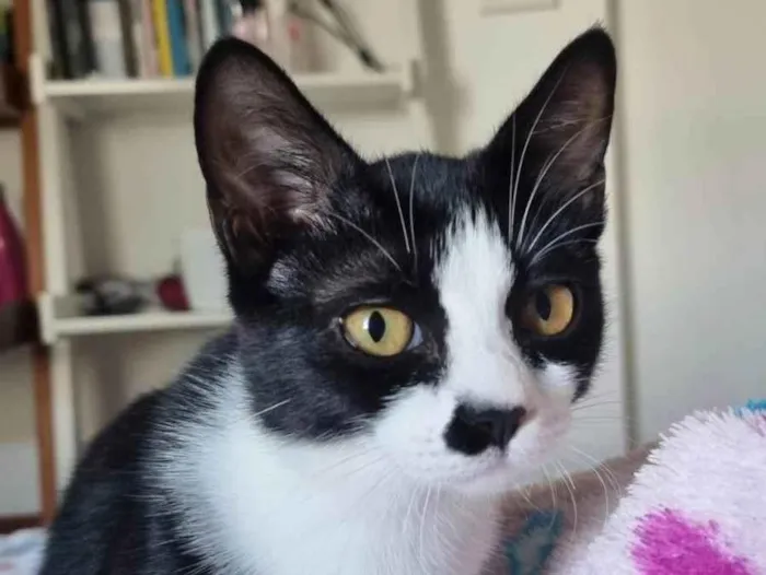 Gato ra a SRD-ViraLata idade 3 anos nome Charlote 