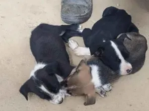 Cachorro raça SRD-ViraLata idade 2 a 6 meses nome Totó 