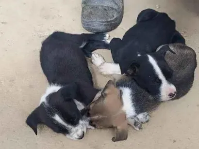 Cachorro raça SRD-ViraLata idade 2 a 6 meses nome Totó 