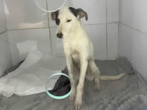 Cachorro raça SRD-ViraLata idade 2 a 6 meses nome Lua
