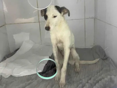 Cachorro raça SRD-ViraLata idade 2 a 6 meses nome Lua