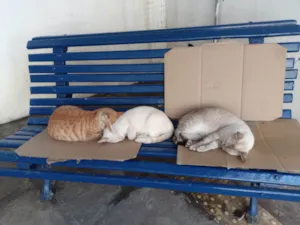 Gato raça SRD-ViraLata idade 7 a 11 meses nome 3 Mosquiteiros