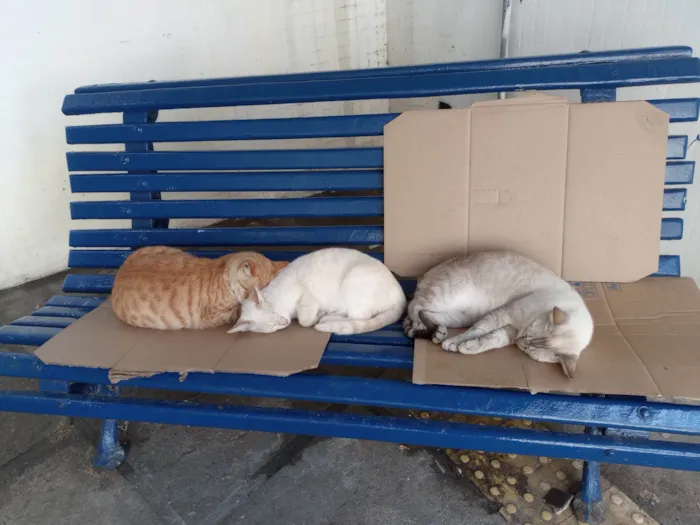 Gato ra a SRD-ViraLata idade 7 a 11 meses nome 3 Mosquiteiros