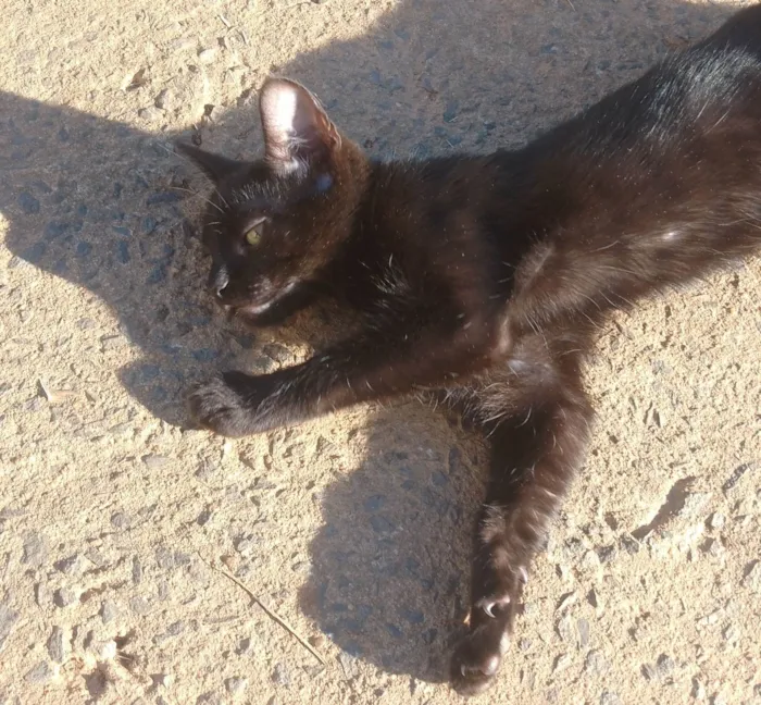 Gato ra a SRD-ViraLata idade 1 ano nome Salém 
