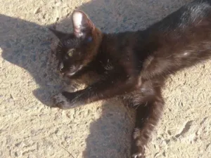 Gato raça SRD-ViraLata idade 1 ano nome Salém 
