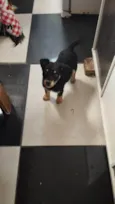 Tobi 