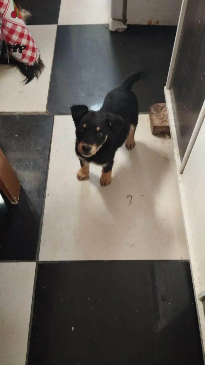 Cachorro ra a SRD-ViraLata idade 2 a 6 meses nome Tobi 