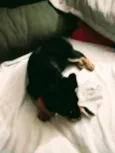 Tobi 