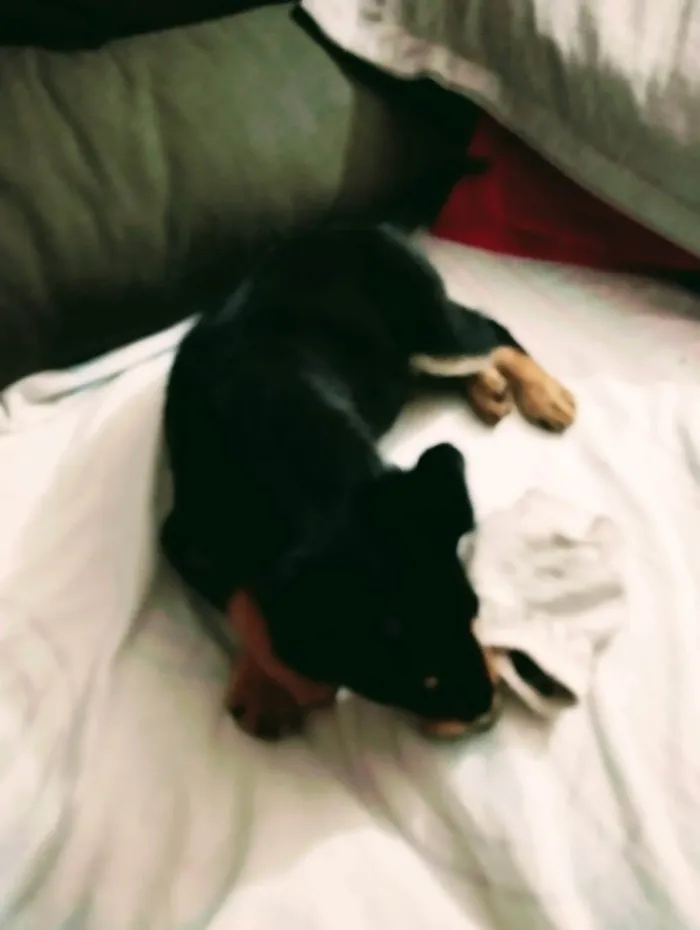 Cachorro ra a SRD-ViraLata idade 2 a 6 meses nome Tobi 
