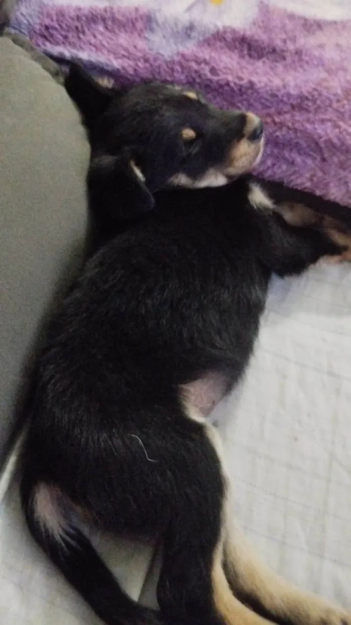 Cachorro ra a SRD-ViraLata idade 2 a 6 meses nome Tobi 