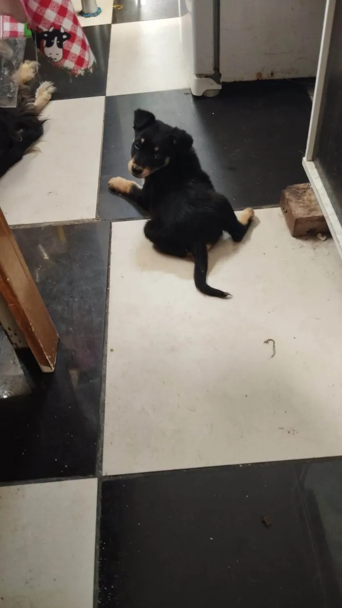 Cachorro ra a SRD-ViraLata idade 2 a 6 meses nome Tobi 
