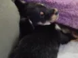 Tobi 