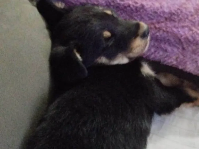 Cachorro ra a SRD-ViraLata idade 2 a 6 meses nome Tobi 