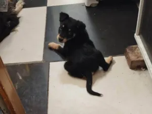 Cachorro raça SRD-ViraLata idade 2 a 6 meses nome Tobi 