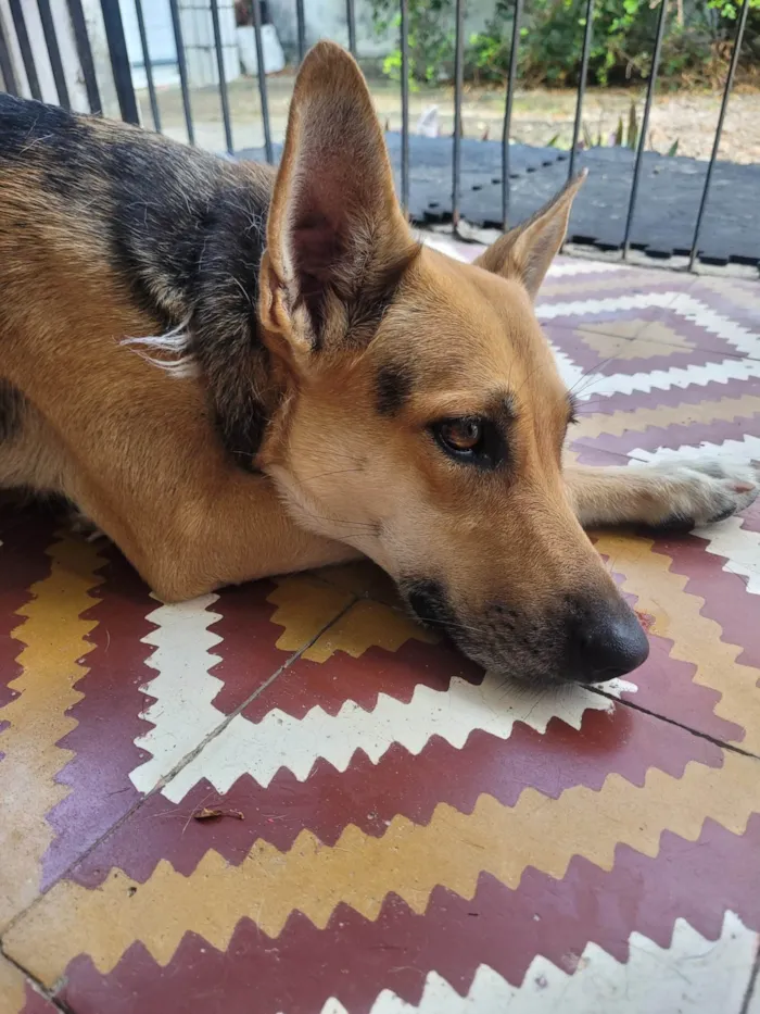 Cachorro ra a SRD-ViraLata idade 2 anos nome Akira