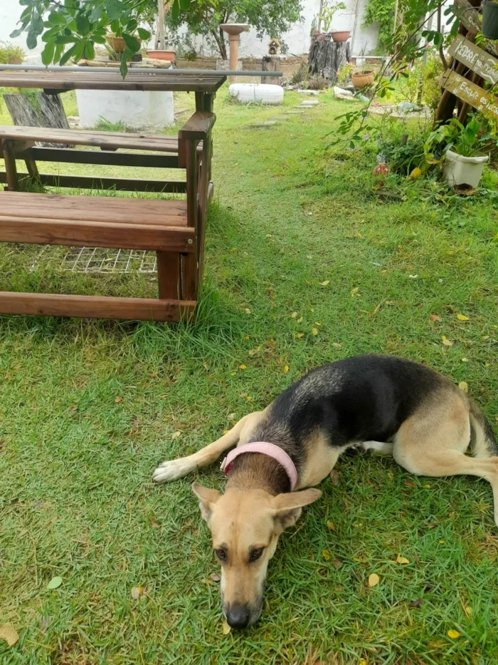 Cachorro ra a SRD-ViraLata idade 2 anos nome Akira
