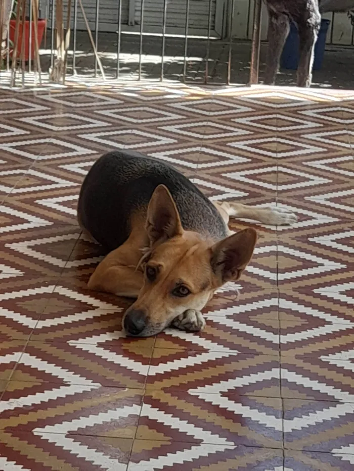 Cachorro ra a SRD-ViraLata idade 2 anos nome Akira