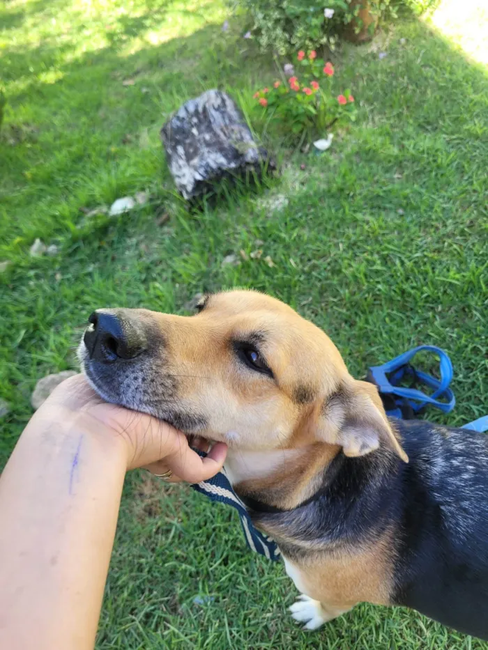 Cachorro ra a SRD-ViraLata idade 2 anos nome Akira