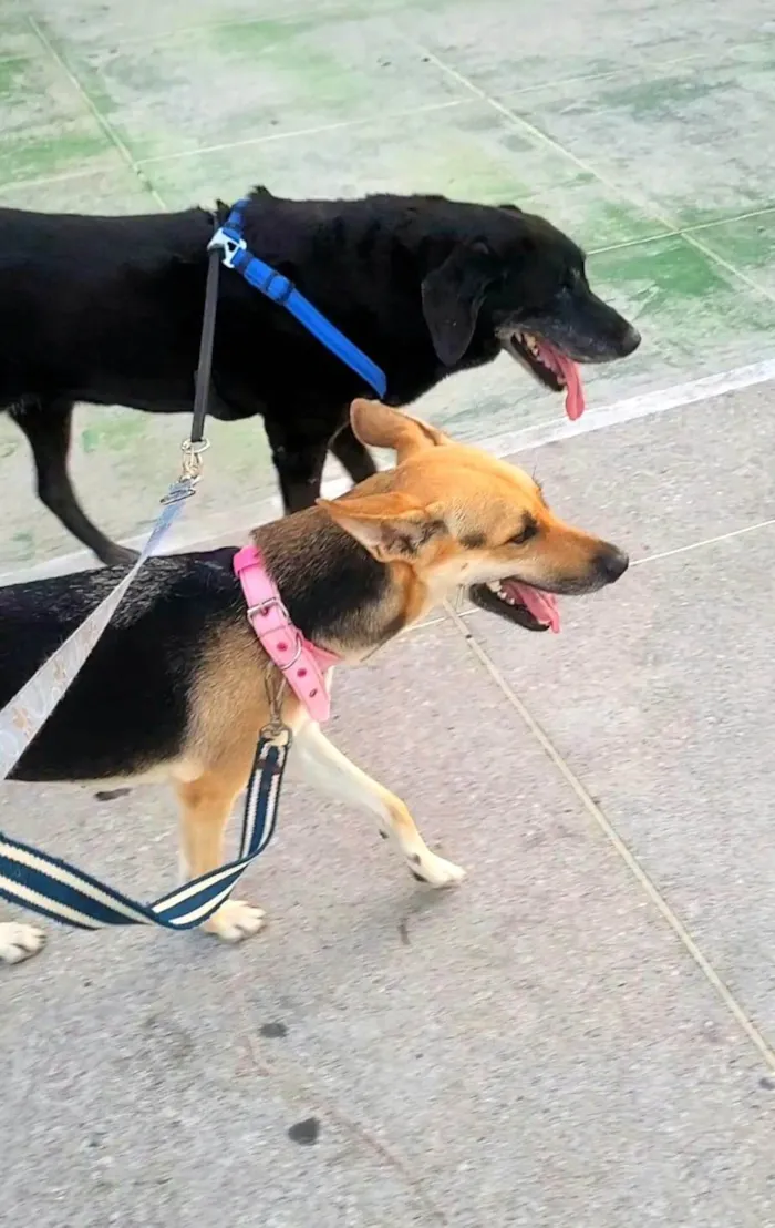 Cachorro ra a SRD-ViraLata idade 2 anos nome Akira