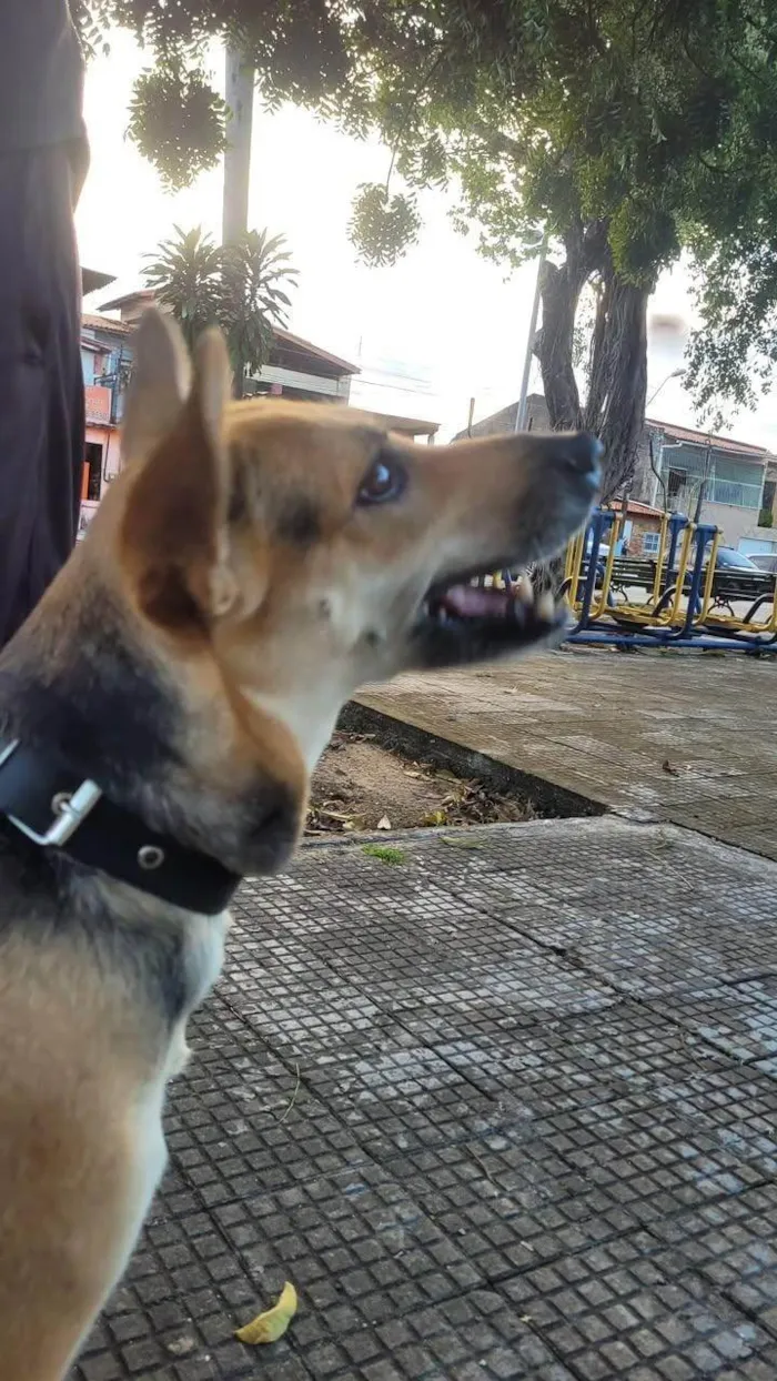 Cachorro ra a SRD-ViraLata idade 2 anos nome Akira