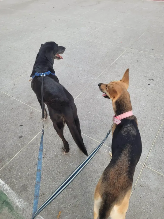 Cachorro ra a SRD-ViraLata idade 2 anos nome Akira
