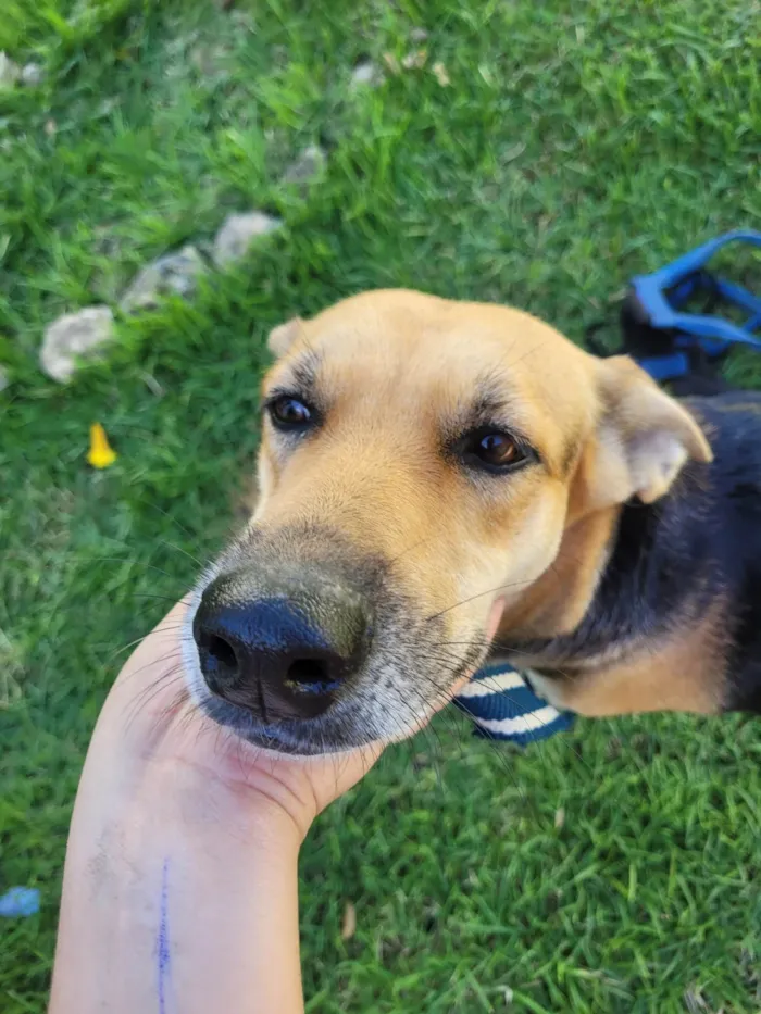 Cachorro ra a SRD-ViraLata idade 2 anos nome Akira