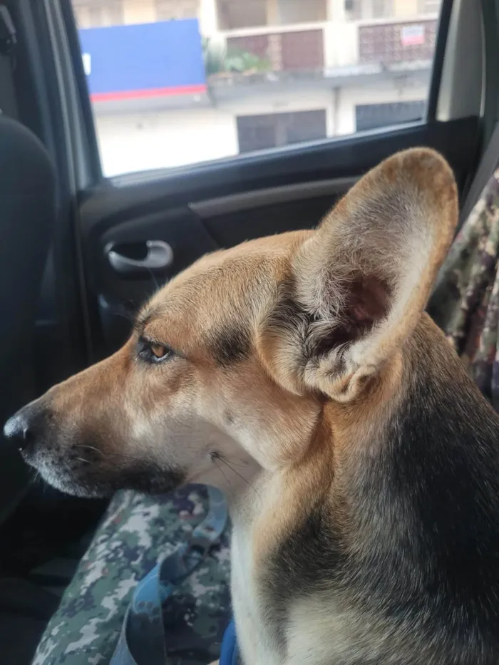Cachorro ra a SRD-ViraLata idade 2 anos nome Akira