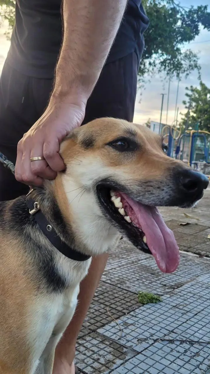 Cachorro ra a SRD-ViraLata idade 2 anos nome Akira