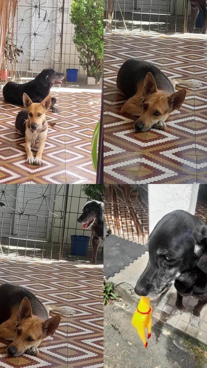 Cachorro ra a SRD-ViraLata idade 2 anos nome Akira