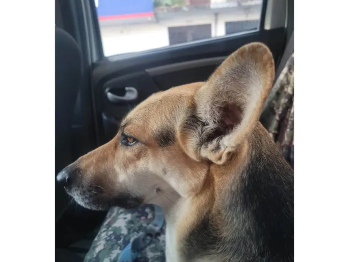 Cachorro ra a SRD-ViraLata idade 2 anos nome Akira