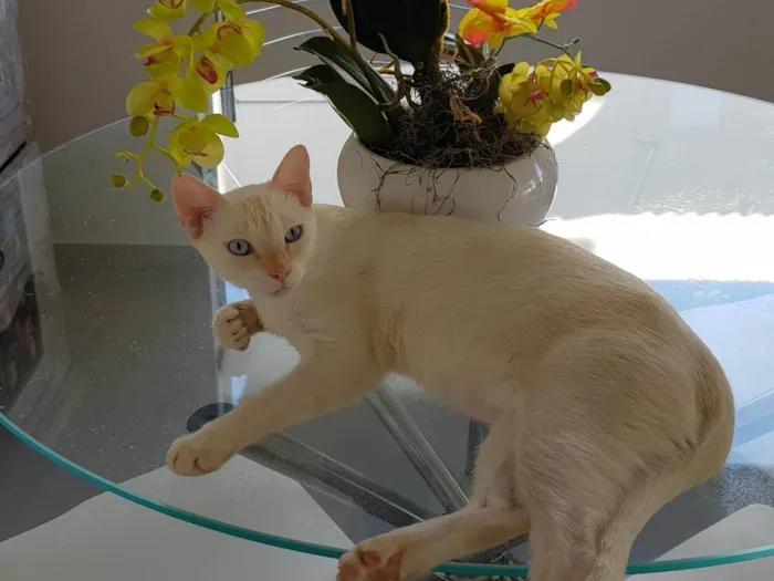 Gato ra a SRD-ViraLata idade 6 ou mais anos nome Nino