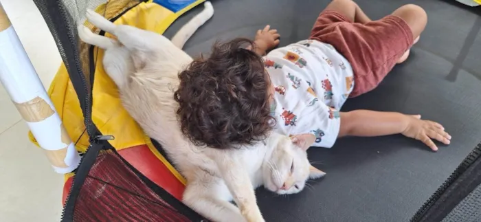 Gato ra a SRD-ViraLata idade 6 ou mais anos nome Nino