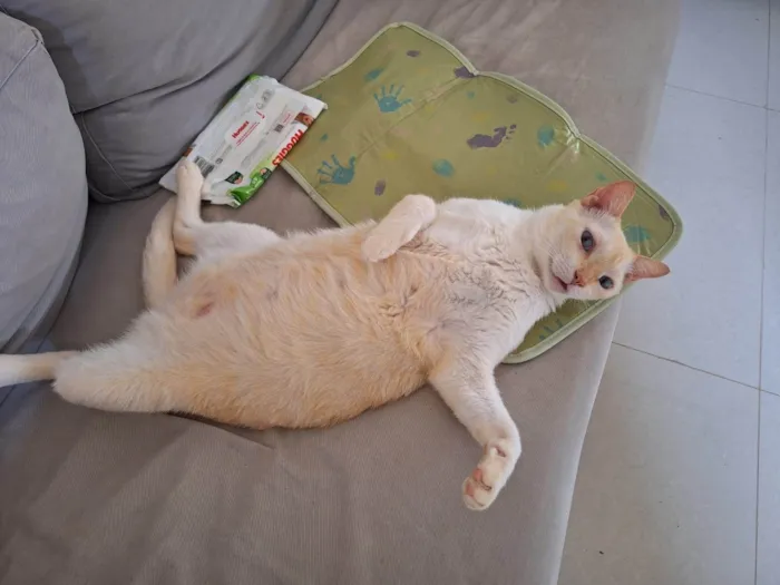 Gato ra a SRD-ViraLata idade 6 ou mais anos nome Nino