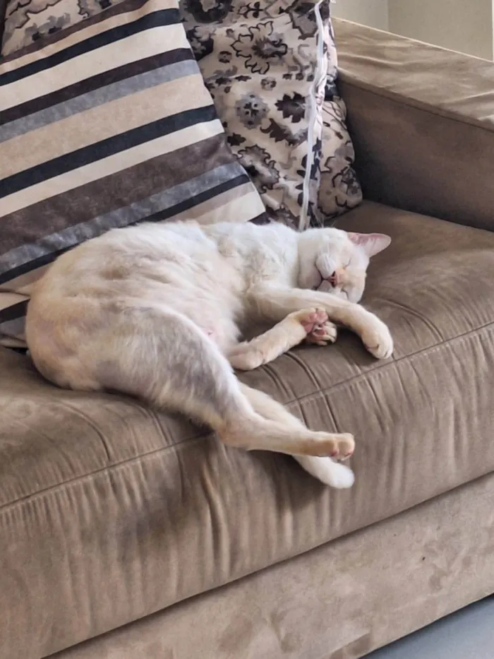Gato ra a SRD-ViraLata idade 6 ou mais anos nome Nino