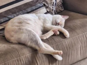 Gato raça SRD-ViraLata idade 6 ou mais anos nome Nino