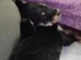 Tobi 
