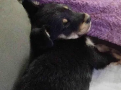 Cachorro raça SRD-ViraLata idade 2 a 6 meses nome Tobi 