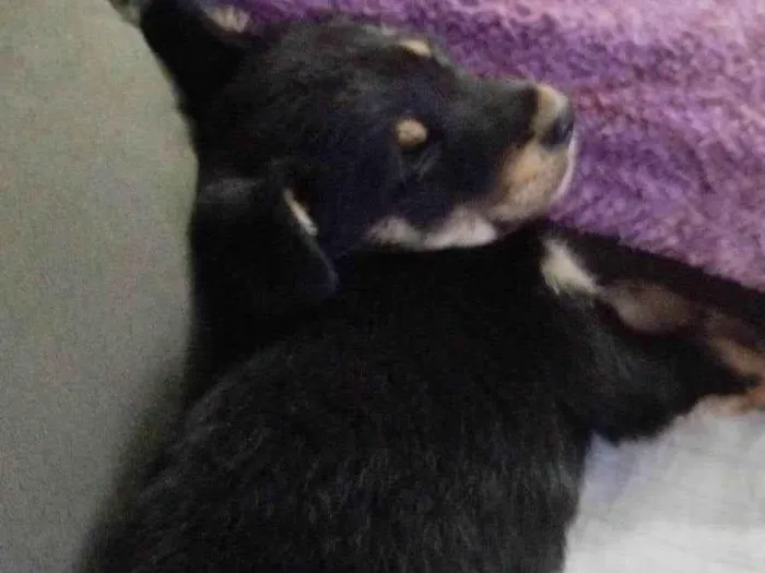 Cachorro ra a SRD-ViraLata idade 2 a 6 meses nome Tobi 