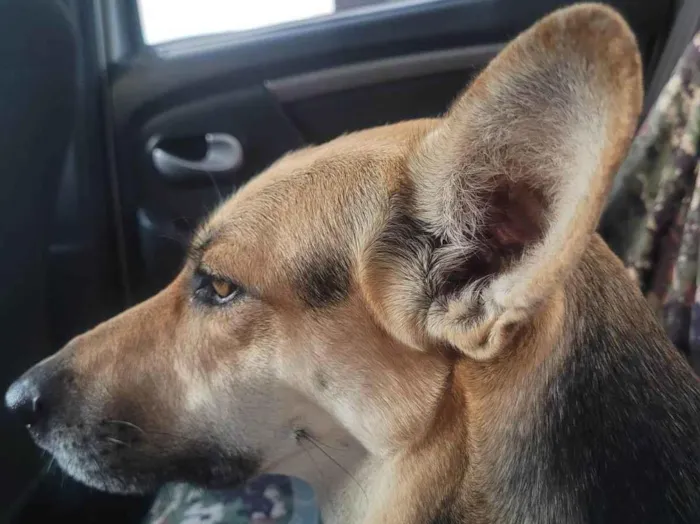 Cachorro ra a SRD-ViraLata idade 2 anos nome Akira